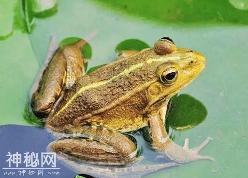 世界上六大“杀不死”的生物，脑袋搬家了，照样可以扭动身体-1.jpg