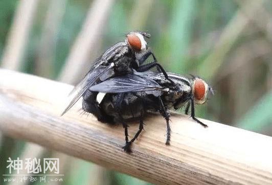 世界上六大“杀不死”的生物，脑袋搬家了，照样可以扭动身体-6.jpg