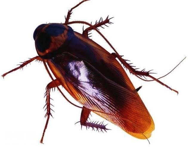 世界上六大“杀不死”的生物，脑袋搬家了，照样可以扭动身体-5.jpg