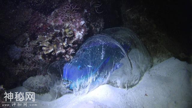 海里的动物像小鱼儿睡觉的时候会不会被其他动物吃掉呢？-1.jpg