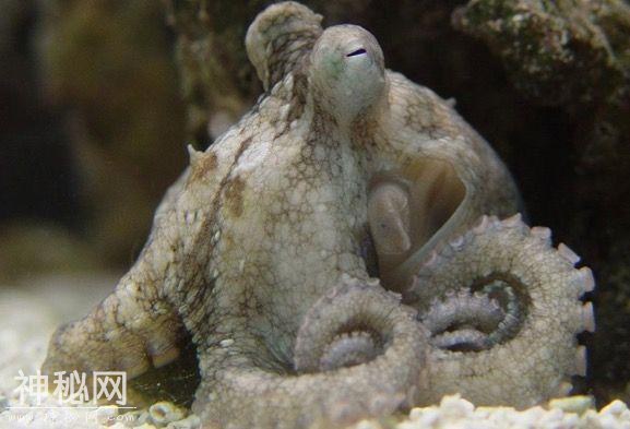 海里的动物像小鱼儿睡觉的时候会不会被其他动物吃掉呢？-7.jpg