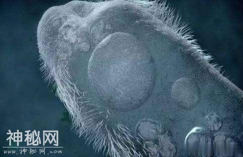 盘点地球上的“外星生物”，这一个物种竟杀不死!-4.jpg