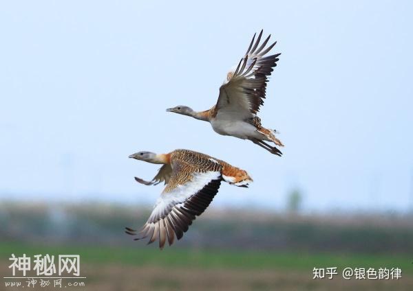 我们的祖先为什么没有驯服飞行动物为坐骑？-3.jpg
