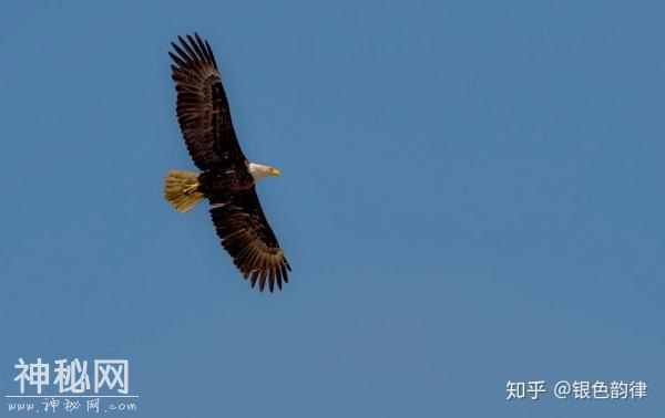 我们的祖先为什么没有驯服飞行动物为坐骑？-2.jpg