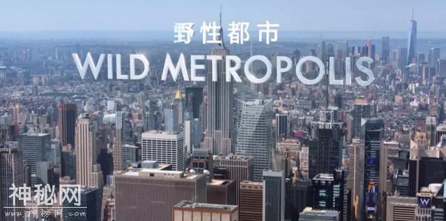 BBC这部纪录片会告诉你，地球的主人到底是人类还是动物-1.jpg
