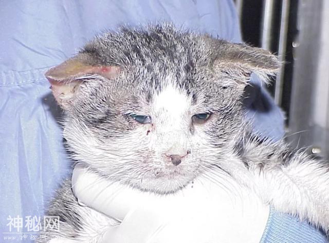 小猫舌头长溃疡、流口水？可能是感染了杯状病毒-3.jpg