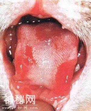 小猫舌头长溃疡、流口水？可能是感染了杯状病毒-2.jpg