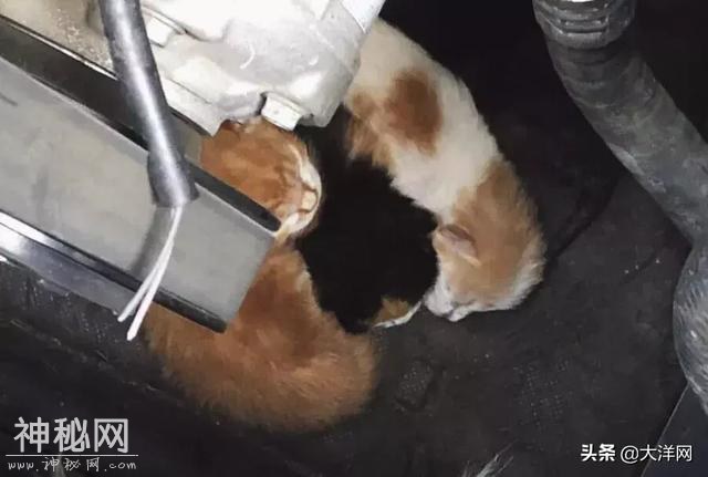 女司机行车途中发现不对劲，掀开机关盖吓了一跳！奇迹啊-1.jpg