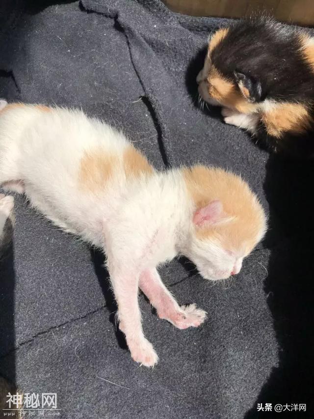 女司机行车途中发现不对劲，掀开机关盖吓了一跳！奇迹啊-4.jpg