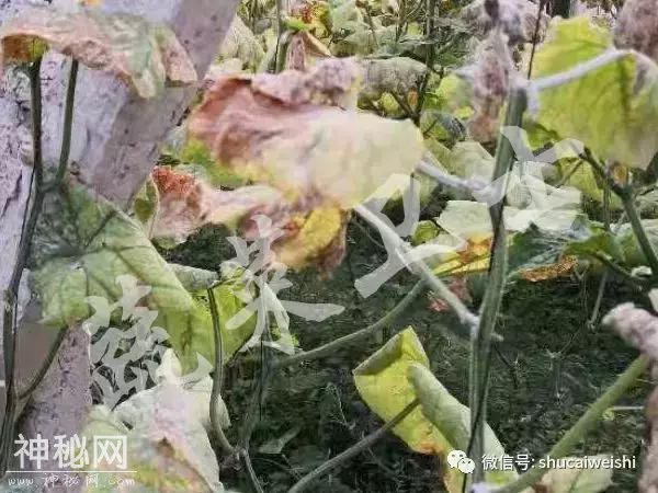 瓜类新病毒爆发，如何有效防治？-1.jpg