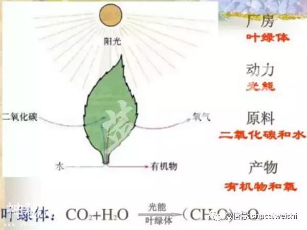 瓜类新病毒爆发，如何有效防治？-3.jpg