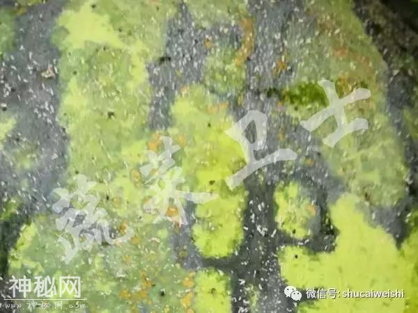 瓜类新病毒爆发，如何有效防治？-7.jpg