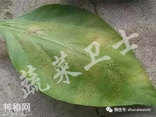 瓜类新病毒爆发，如何有效防治？-4.jpg