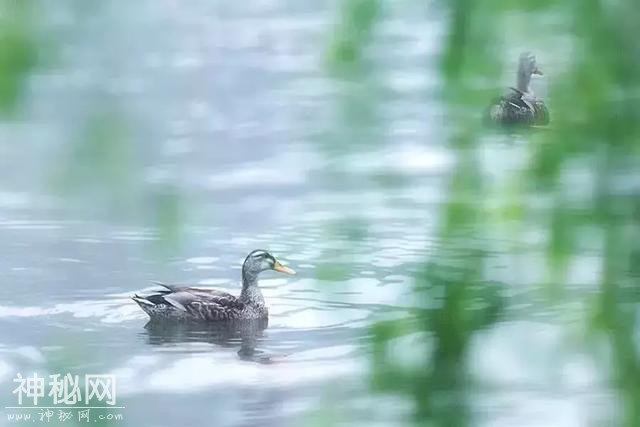 风俗｜上巳节——历史走失的节日-5.jpg