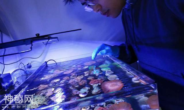 奇特的生物，不进行光合作用也能产生叶绿素-2.jpg
