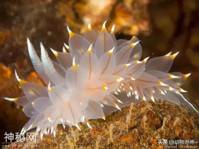 海洋中最萌的动物-海蛞蝓-2.jpg