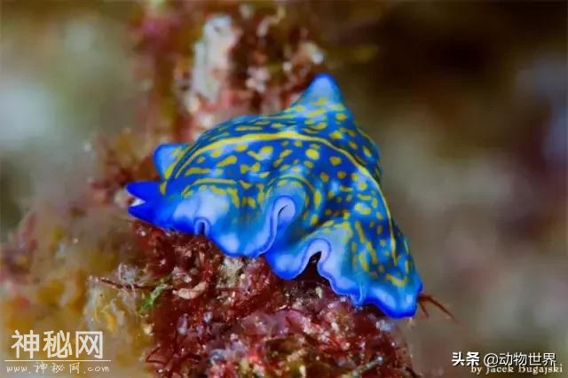 海洋中最萌的动物-海蛞蝓-1.jpg