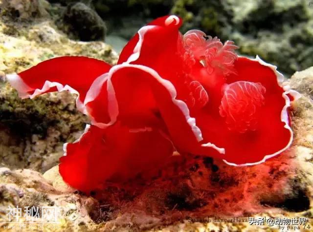 海洋中最萌的动物-海蛞蝓-13.jpg