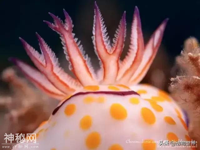 海洋中最萌的动物-海蛞蝓-8.jpg