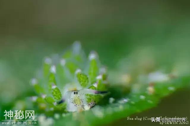 海洋中最萌的动物-海蛞蝓-12.jpg