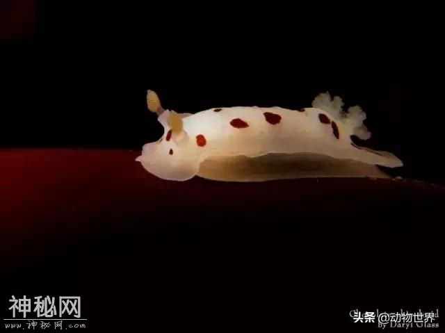 海洋中最萌的动物-海蛞蝓-9.jpg