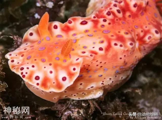 海洋中最萌的动物-海蛞蝓-7.jpg