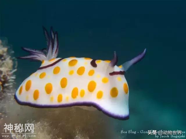 海洋中最萌的动物-海蛞蝓-3.jpg