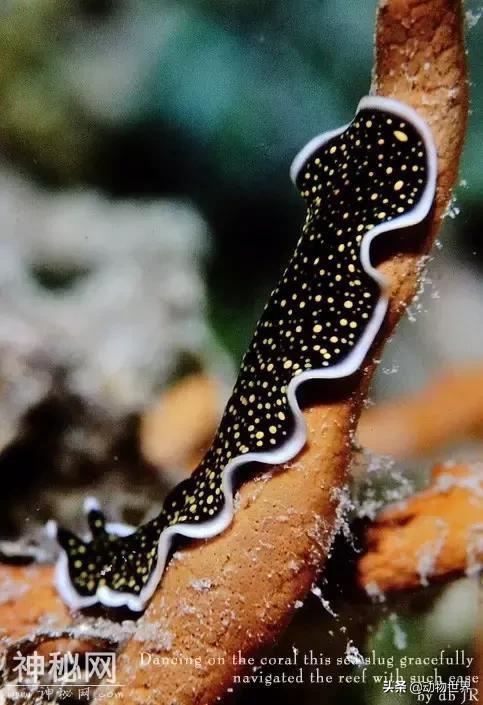 海洋中最萌的动物-海蛞蝓-10.jpg