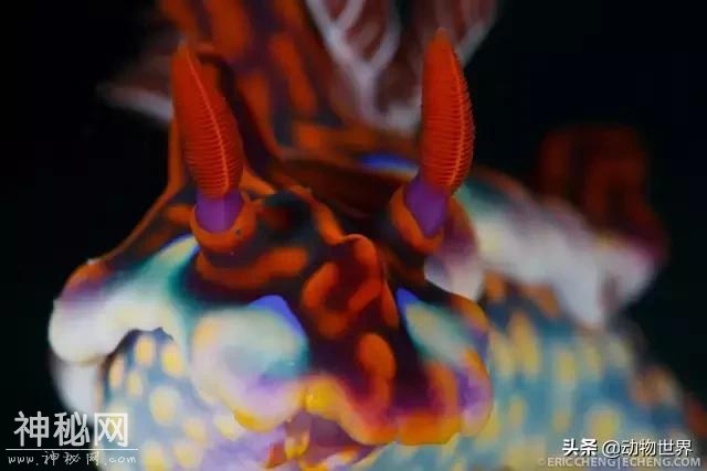 海洋中最萌的动物-海蛞蝓-14.jpg