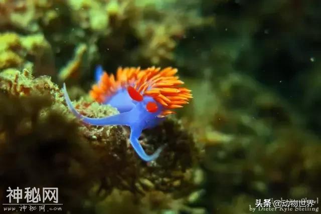 海洋中最萌的动物-海蛞蝓-20.jpg