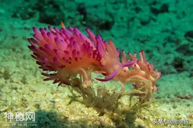 海洋中最萌的动物-海蛞蝓-21.jpg
