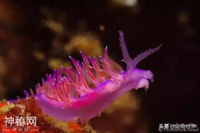 海洋中最萌的动物-海蛞蝓-18.jpg