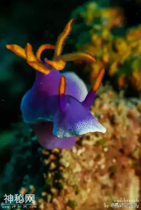 海洋中最萌的动物-海蛞蝓-19.jpg