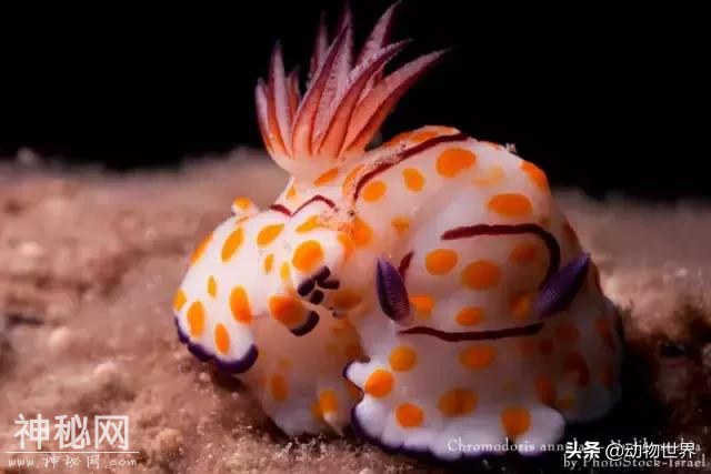 海洋中最萌的动物-海蛞蝓-17.jpg