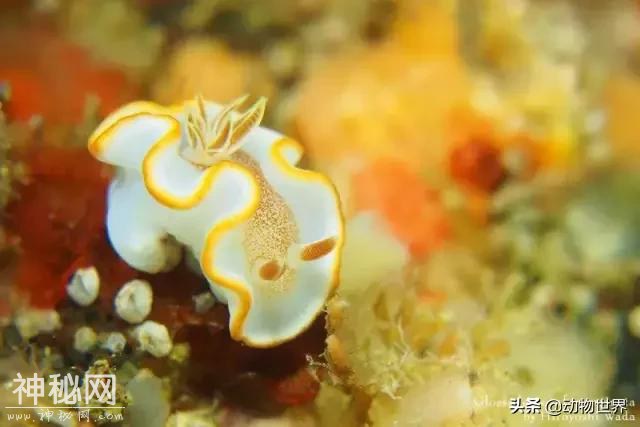 海洋中最萌的动物-海蛞蝓-16.jpg