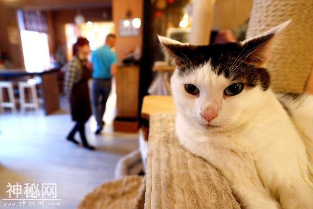 日本的水獭和猫头鹰咖啡馆成为热点，却是对动物一生的残忍-6.jpg