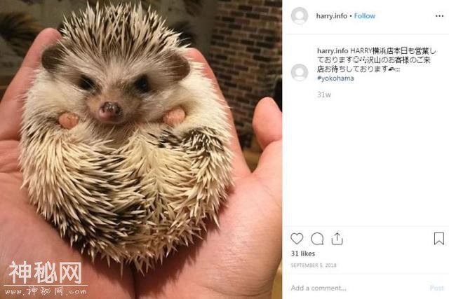 日本的水獭和猫头鹰咖啡馆成为热点，却是对动物一生的残忍-2.jpg