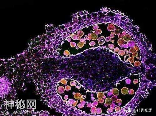 人类身体里沉睡者大量病毒细菌，到了宇宙逐渐会被唤醒！-5.jpg