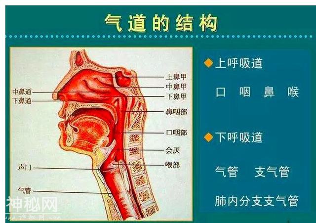 一种在手表面存活6小时的病毒，是成人哮喘的重要致病因素！-4.jpg