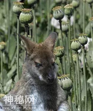 动物吸毒姿势有多野？偷袭罂粟田、抽烟、酗酒它们是样样齐全-9.jpg