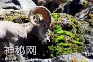 动物吸毒姿势有多野？偷袭罂粟田、抽烟、酗酒它们是样样齐全-17.jpg