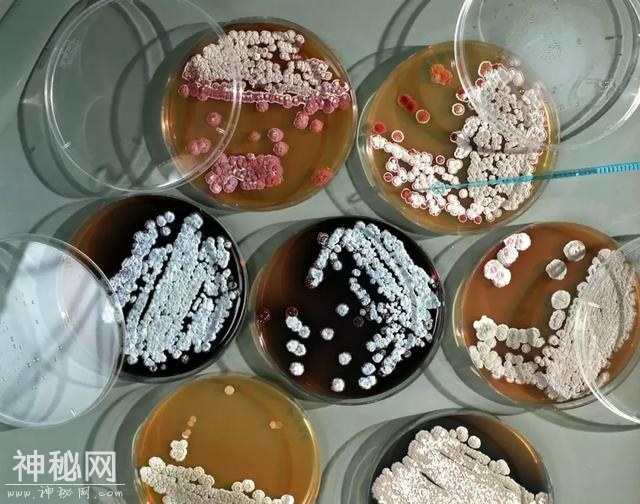 碗筷泡水超过4小时，细菌会繁殖10个亿？小心被细菌包围-1.jpg