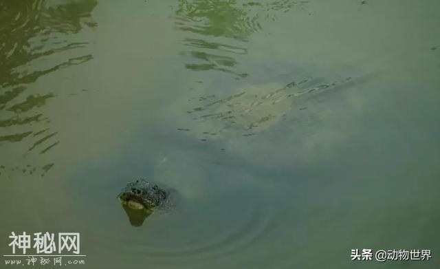 人类已知最后一只雌性斑鳖死亡，我们不知道这个物种还有没有救-1.jpg