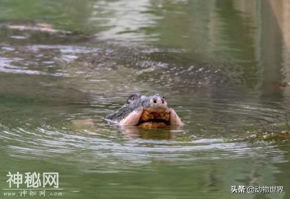 人类已知最后一只雌性斑鳖死亡，我们不知道这个物种还有没有救-2.jpg