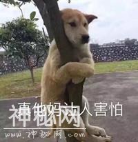 辟谣：关了灯狗就乱叫，同是犬科动物，为什么狼夜行但狗却怕黑？-7.jpg