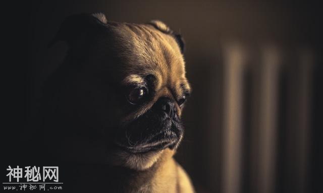 辟谣：关了灯狗就乱叫，同是犬科动物，为什么狼夜行但狗却怕黑？-6.jpg