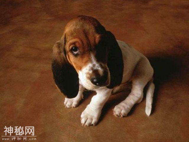 辟谣：关了灯狗就乱叫，同是犬科动物，为什么狼夜行但狗却怕黑？-8.jpg