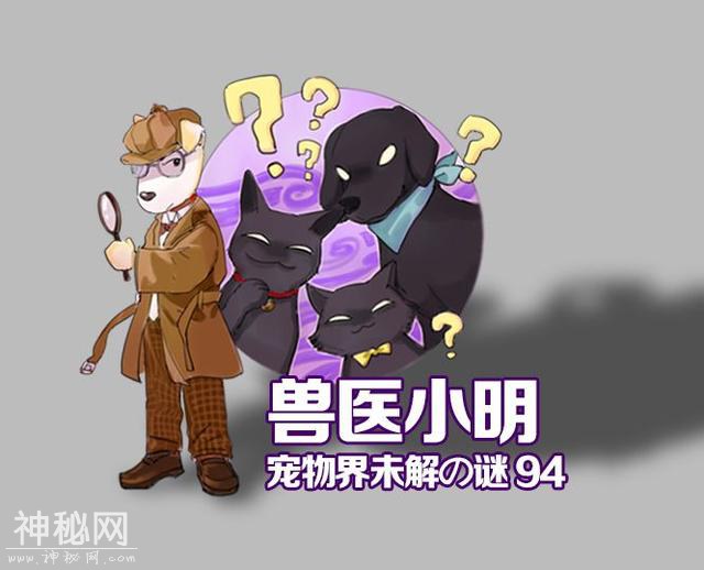 辟谣：关了灯狗就乱叫，同是犬科动物，为什么狼夜行但狗却怕黑？-1.jpg