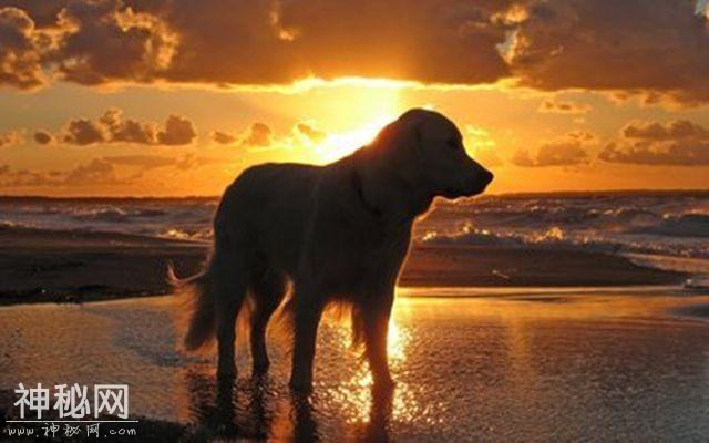 辟谣：关了灯狗就乱叫，同是犬科动物，为什么狼夜行但狗却怕黑？-9.jpg