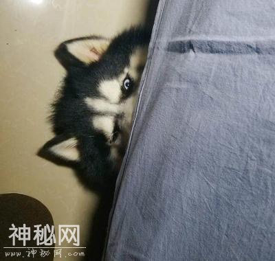 辟谣：关了灯狗就乱叫，同是犬科动物，为什么狼夜行但狗却怕黑？-3.jpg